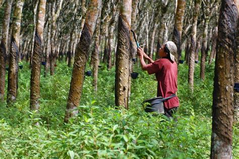Apa Aja Sumber Daya Alam Di Provinsi Jambi Perkebunan