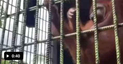 Orangutans are very strong apes, around five to seven times stronger