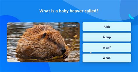 What Is A Baby Beaver Called Trivia Questions Quizzclub