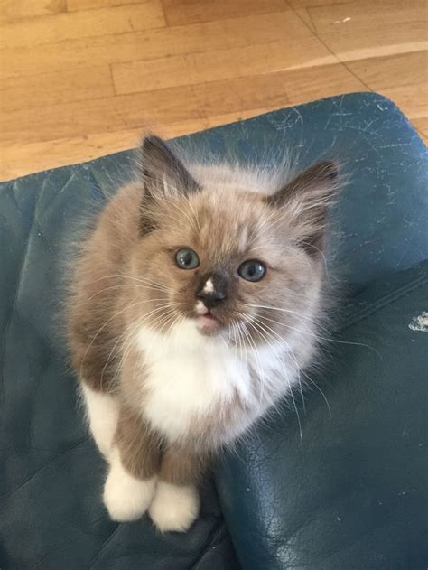 Seal Mink Mitted Ragdoll Kittens Cutest Fur Baby Cat Ragdoll