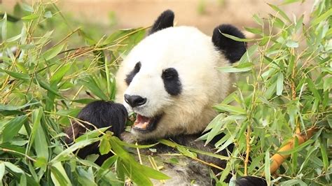 Download Wallpaper 1600x900 Panda Funny Bamboo Leaves Widescreen 16