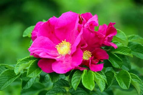 Maybe you would like to learn more about one of these? 15 Shrubs for Wet Clay Soil That Will Look Great in Your ...