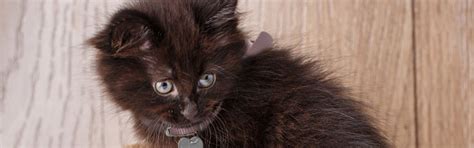 What Are The Types Of Black Cat Breeds? | Petfinder