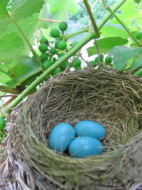 Robins Eggs Free Photo Download Freeimages