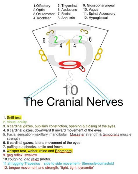 Cranial Nerves Cranial Nerves Mnemonic Neurological System My XXX Hot