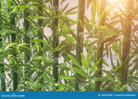 Outdoor Artificial Bamboo Trees Stock Photo Image Of Botanical