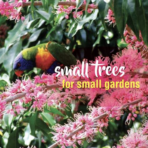 Small Ornamental Trees Best Small Trees For Small Spaces In Northern