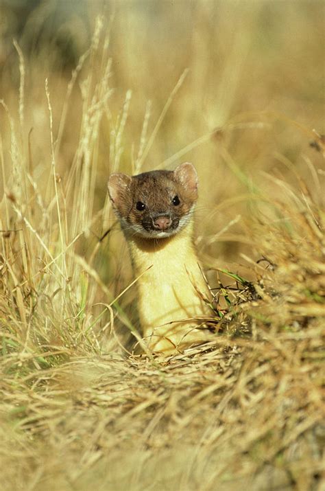 Long Tailed Weasel Mustela Frenata Photograph By Richard And Susan Day