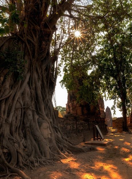 Premium Photo Ayutthaya Buddha Head In Tree Roots At Wat Mahathat
