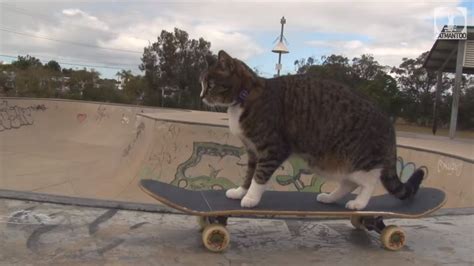Training The Skateboarding Cat Life With Cats