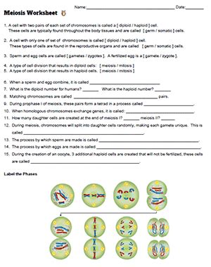 Yes no was this document useful for you? Mitosis And Meiosis Webquest Key : Cell Division Meiosis ...
