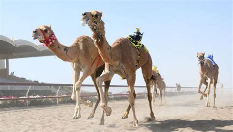 The camel mount you need is from ramakahen, uldum! NASA's Curiosity rover discovers ancient oasis on Mars ...