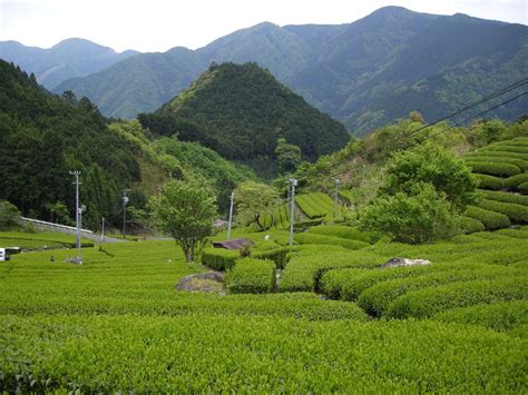 Benjowski Tee Teeanbau In Japan