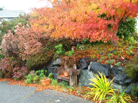 scene in edmonds last gasp of fall color my edmonds news