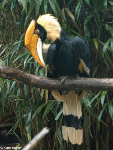 Image Buceros Bicornis Great Hornbill Parrots Art Nature Birds