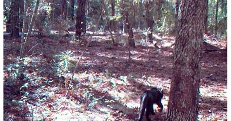 Texas Cryptid Hunter Black Panther Photographed In American South