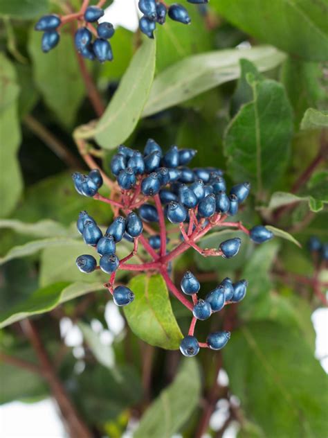 Viburnum - Gewöhnlicher Schneeball mit Beeren - blau - Blumigo