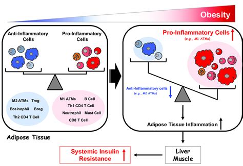 Regulation Of Adipose Tissue Inflammation In Obesity Download