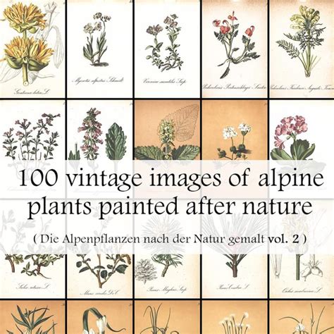 Alpine Tundra Plants List