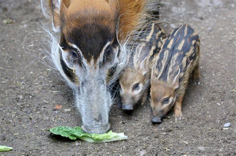 The toronto zoo is also partnering with explore by the seat of your pantsto bring you virtual learning live every tuesday and thursday at 11:00 am. The 5 cutest baby animals at the Toronto Zoo right now
