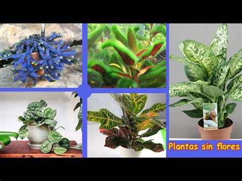 9 Plantas Con Flores Y Sin Flores AL DETALLE