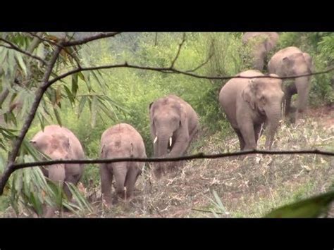 10 Wild Elephants Roam Village In Southwest China S Yunnan YouTube