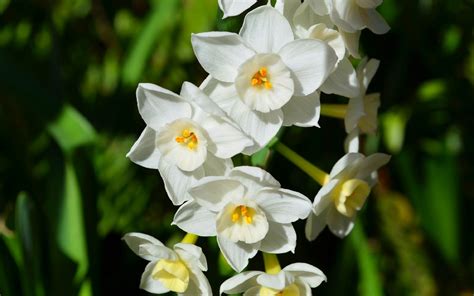 Paperwhite Narcissus Miniature Daffodils Full Hd Wallpaper And