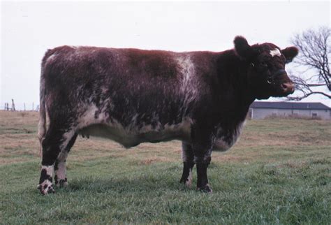 Shorthorn Dual Purpose Beef And Dairy Britannica