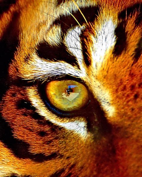 Tigers Eye Photograph By Marlo Horne