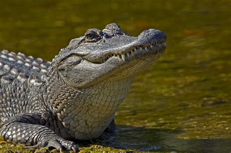 A Dixie Lady Deer Hunter Alligator Season In Mississippi