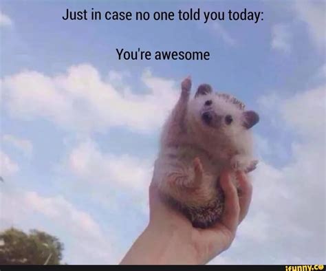 Just In Case No One Told You Today Youre Awesome Ifunny