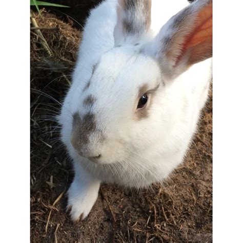 Maybe you would like to learn more about one of these? Daisy - Female Rabbit in VIC - PetRescue