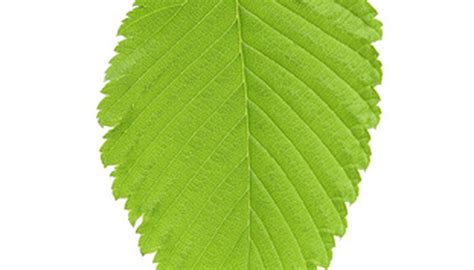 How To Identify American Elm Tree Leaves Garden Guides
