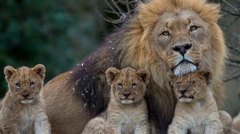 lion with cubs hd lion wallpapers hd wallpapers id 58617
