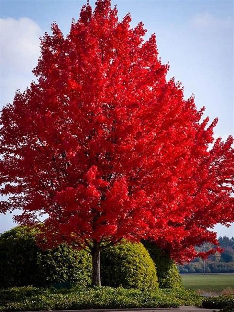 October Glory Maple Tree 5 6 Beautiful Fall Color Fast Etsy Fast
