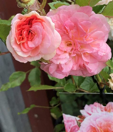 rose love affair bush form hello hello plants and garden supplies