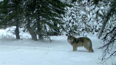 Idaho Officials Wolf Depredation Drops Management Working Kpic