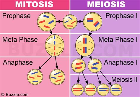La Reproducci N Celular Esquema Mitosis Meiosis Gambaran