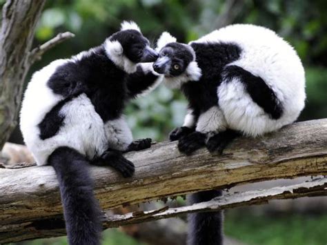 Lemurs Could Be Extinct Very Soon Experts Warn The Independent