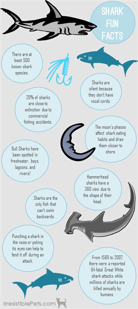 Shark Week Fun Facts Irresistible Pets Shark Facts Hammerhead