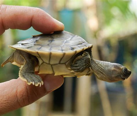 Esp Cie De Tartaruga Considerada Extinta At Pode Ser Salva