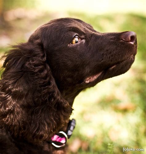 American water spaniels (aws) are great family and hunting dogs, and may be a great addition to your home. American Water Spaniel Puppy Dog | American water spaniel ...