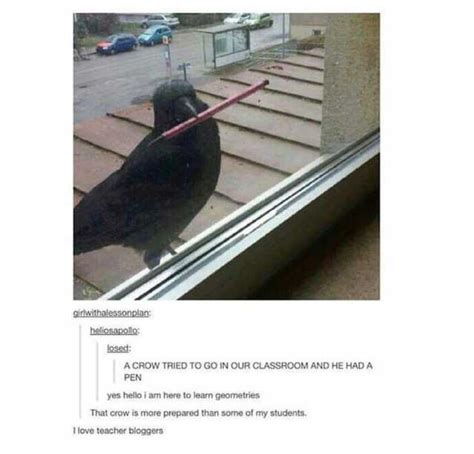 Girlwithalessonplan Heliosapollo Losed A Crow Tried To Go In Our Classroom And He Had A Pen Yes