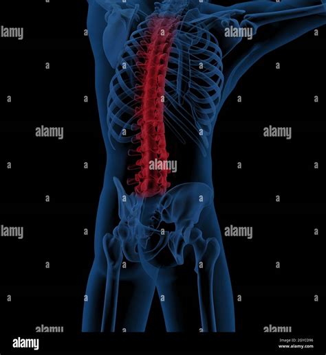 3d Render Of A Male Medical Skeleton With The Spine Highlighted