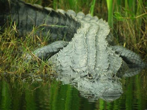 Swamp Animals Of Louisiana Jean Lafitte Swamp Tours
