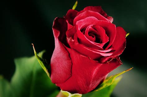Red Rose Images Hd Quality