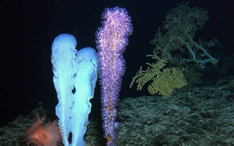 Deep Sea Volcano Check Out Incredible Photos Of Unexplored Deep Sea