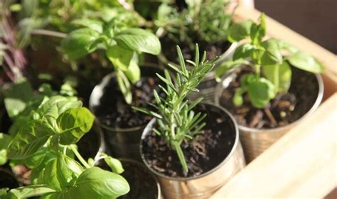 Herbs Can Be Grown ‘almost Anywhere How To Make Them Flourish All