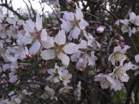 Osrs farming guide for each level. Bare Root Fruit Trees Available Thursday | Albany, CA Patch