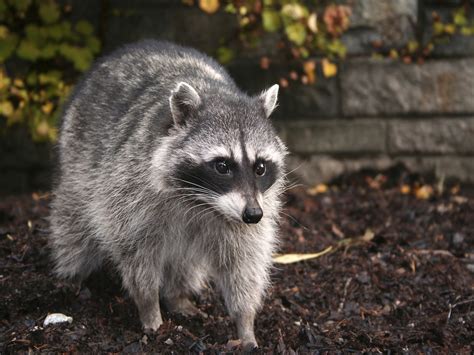 Pictures Of Raccoons Bilscreen